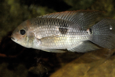 Acara diadème Cichlidae