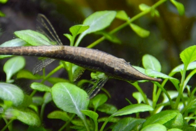 Farlowella vittata Loricariidae