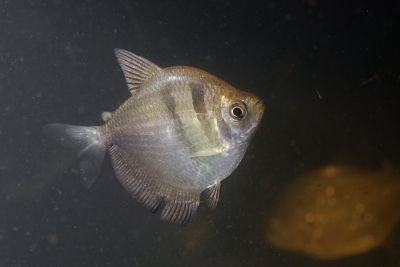 veuve noire Characidae