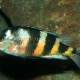 picture of Astatotilapia latifasciata