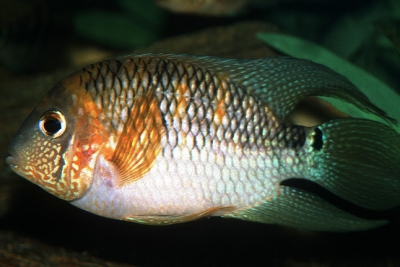 Aequidens metae
