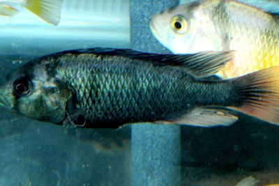 Haplochromis nubilus Cichlidae