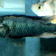 picture of Haplochromis nubilus