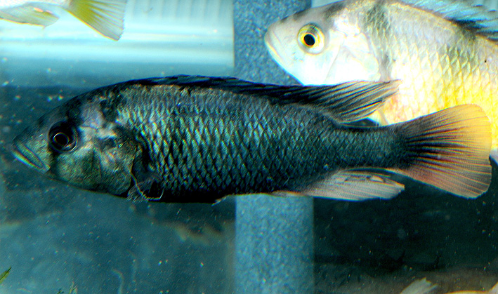 Haplochromis nubilus