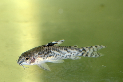 Aspidoras pauciradiatus Callichthyidae