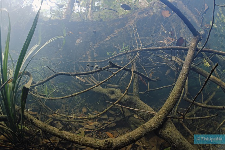 Comment reproduire le biotope des tétras pingouins ? Comment reproduire le biotope des tétras pingouins ?