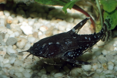 Agamyxis pectinifrons Doradidae