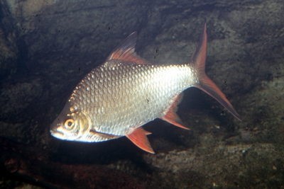 Barbonymus schwanenfeldii