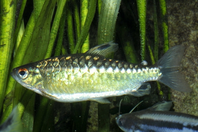 Arnoldichthys spilopterus Alestidae