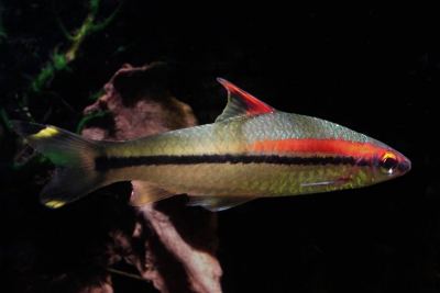 Barbus crayon Cyprinidae