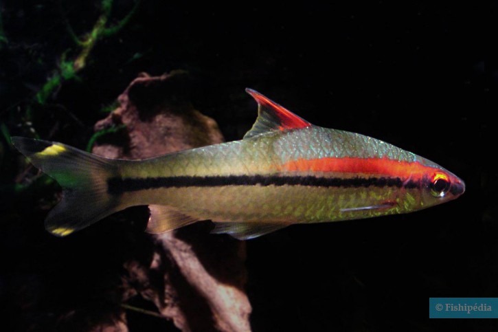 Sahyadria denisonii