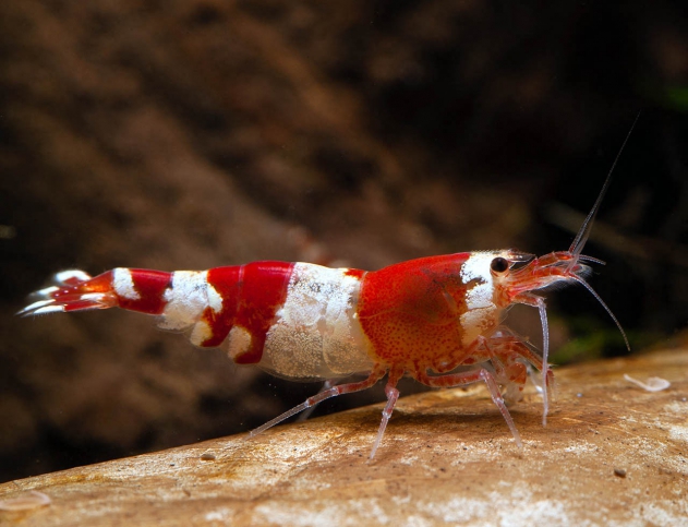 Caridina logemanni Crystal Red