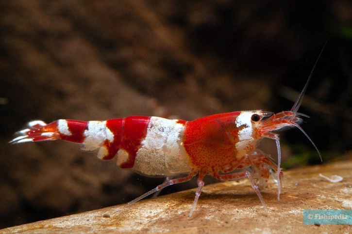 Caridina logemanni “Crystal Red”