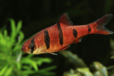 Desmopuntius pentazona Cyprinidae