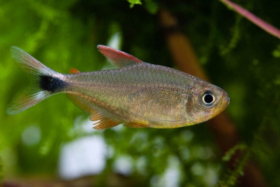 Hyphessobrycon robustulus Characidae