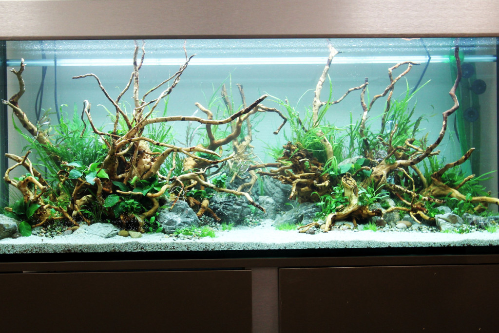 Aquarium 'Aquascaping'