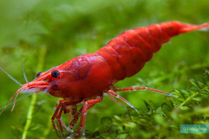 Neocaridina davidi ”Red Gamba enana agua dulce •