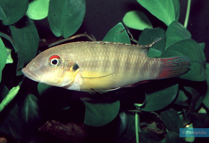 Wallaceochromis humilis