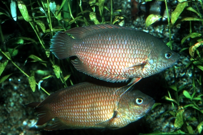 Belontia signata Osphronemidae