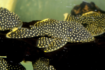 Baryancistrus xanthellus -  sp. L081 Loricariidae