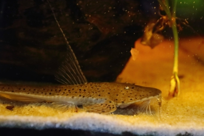 Planiloricaria cryptodon Loricariidae