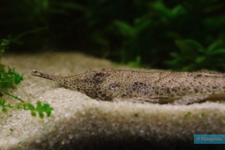 Hemiodontichthys acipenserinus