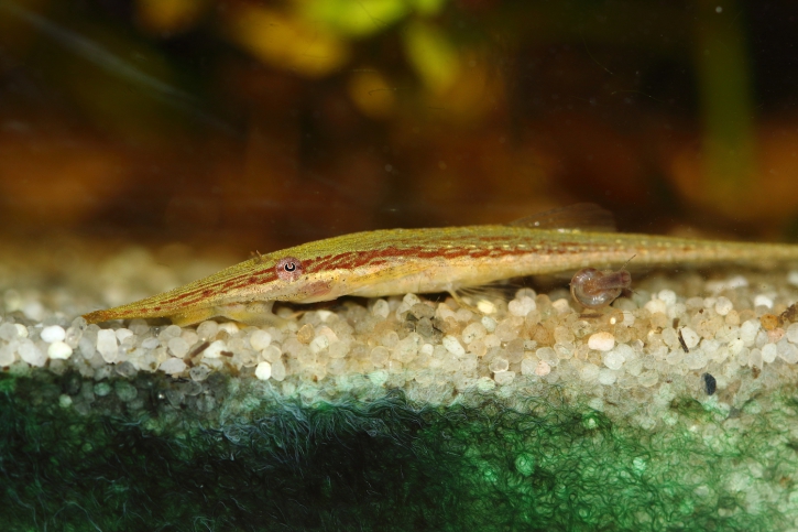 Acestridium dichromum - farlowella verde