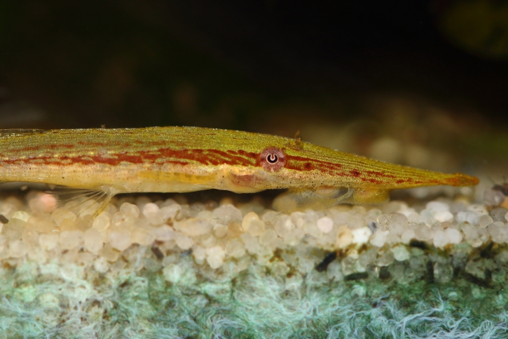 Acestridium dichromum - farlowella verde