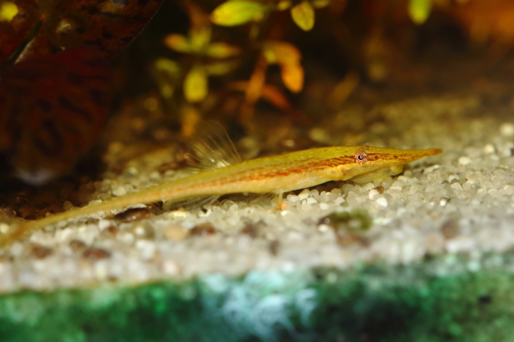 Acestridium dichromum - farlowella verde