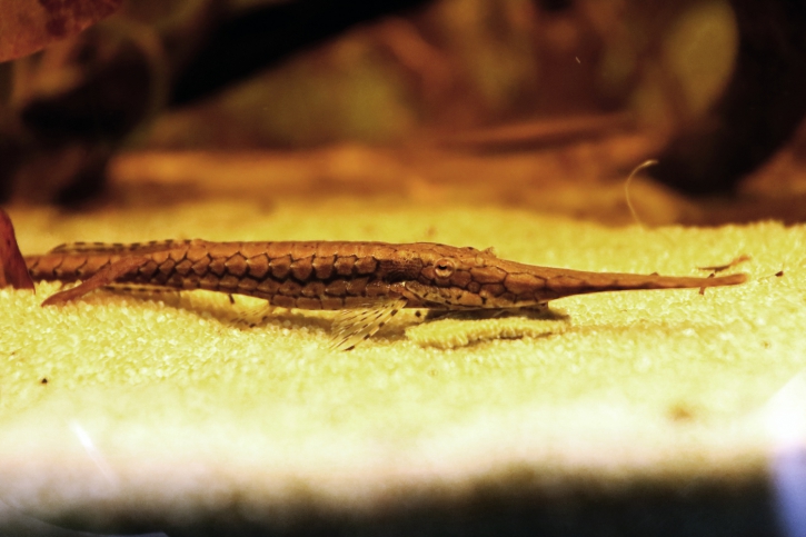 Farlowella platorynchus