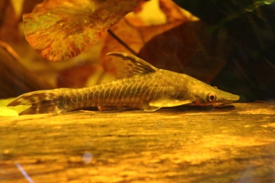 Hypoptopoma inexspectata Loricariidae