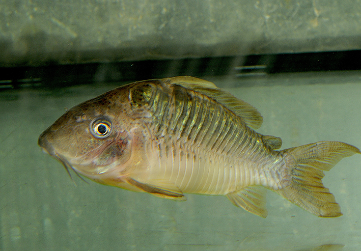 Corydoras britskii