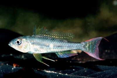 Biotoecus dicentrarchus