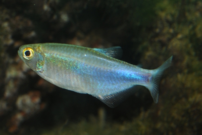 tétra azur Characidae