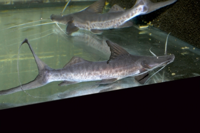 Brachyplatystoma platynemum Pimelodidae