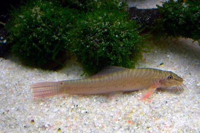 Paracanthocobitis urophthalma