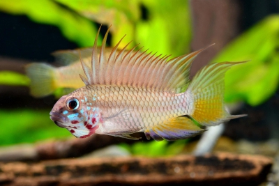 Apistogramma megaptera