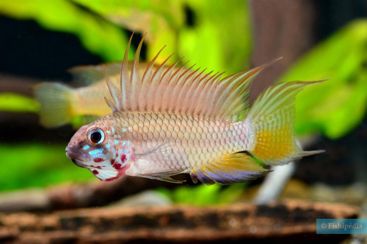 Apistogramma megaptera