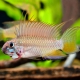 picture of Apistogramma megaptera