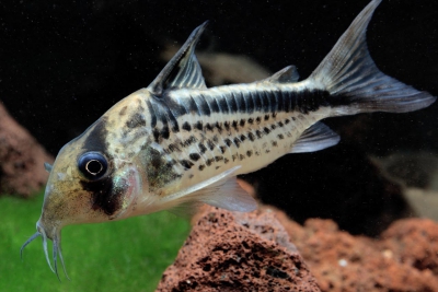 Corydoras loxozonus
