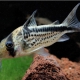 picture of Corydoras loxozonus