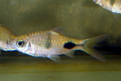 Dawkinsia rohani