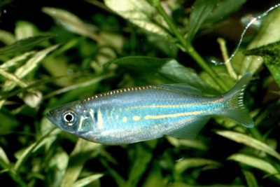 Devario aequipinnatus Danionidae
