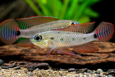Dicrossus maculatus Cichlidae