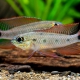 picture of Dicrossus maculatus