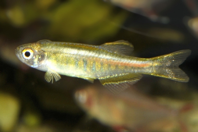 Danio choprae