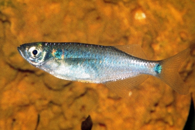 Laubuka laubuca