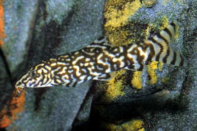 Botia lohachata