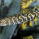 picture of Botia lohachata