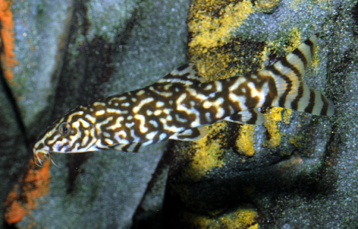 Botia lohachata
